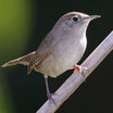 House Wren